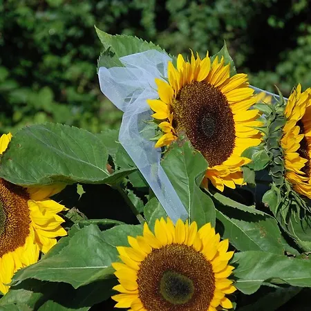 Pensión Hauptmann Pörtschach am Wörthersee