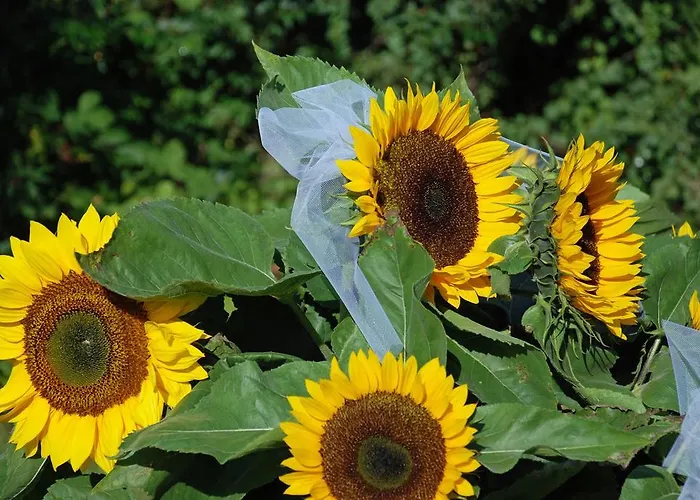 בית הארחה Hauptmann Pörtschach am Wörthersee